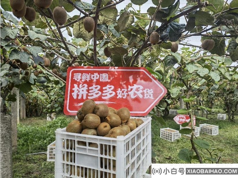 秦岭北麓的县城承包了你秋天的“第一次特区盛宴”。插图